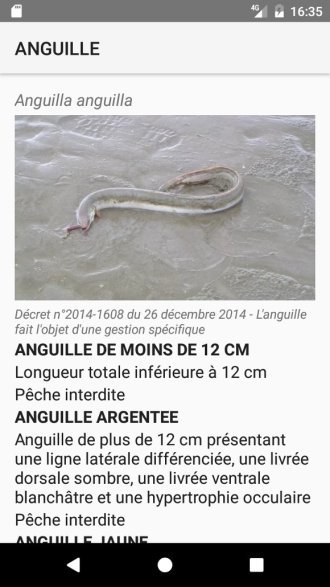 Fiche Anguille d'Europe - Anguilla - Réglementation en vigueur - Interdiction permanente civelles et anguilles argentées